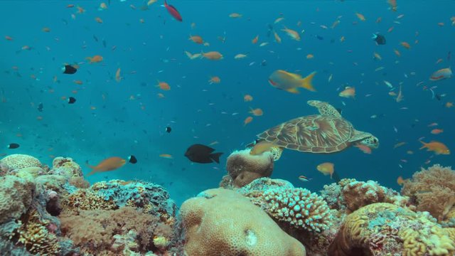 Green Sea turtle on a colorful coral reef with plenty fish. 4k footage