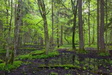 Springtime sunrise in wet deciduous stand