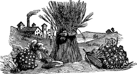 Vintage image harvest © unorobus