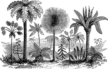 Vintage picture oolitic plants