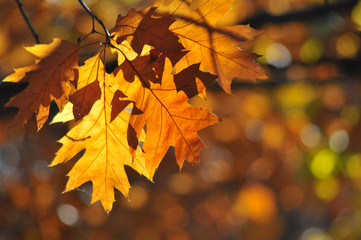 Fototapeta na wymiar Red maple leaves lit by autumn sun