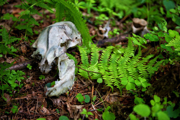 Deer Skull
