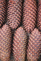 Spruce cones - background.