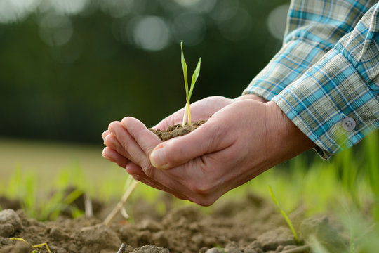 Keimling in H&auml;nden einer Frau - Saat in der Landwirtschaft