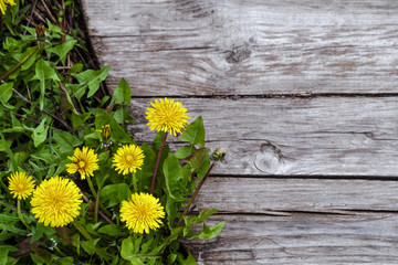 Flowering dandelions on background of the old wooden boards. Photo with limited depth of field....