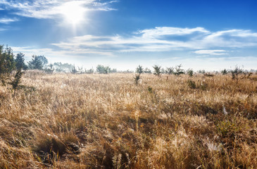  sun in the blue bright sky over a yellow meadow