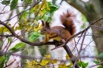 The squirrel on the branch in the park