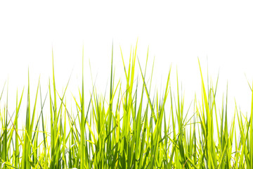green grass background