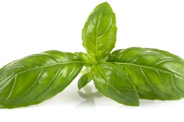 Fresh green wet leaf basil