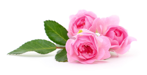 Obraz premium Beautiful pink roses.