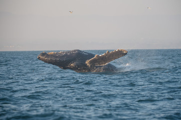 Fototapeta premium Humback whale breaching in Pacific off the coast of California