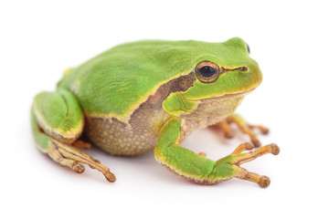 Small tree frog.