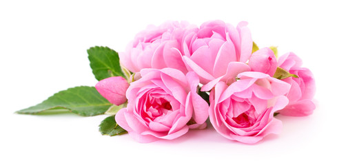Obraz premium Piękne różowe róże.