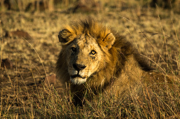 Resting lion at sunset