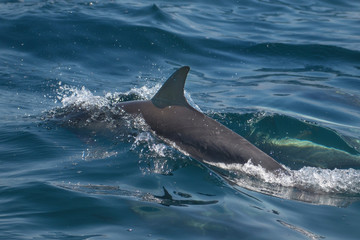 Dolphins racing our boat