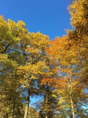 Goldenen Herbstbäe