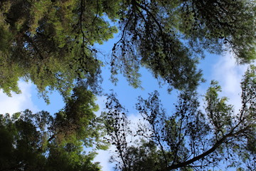 sky through the trees