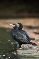Cormorant, Phalacrocorax carbo