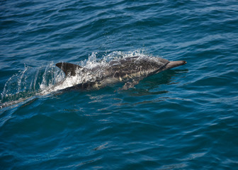 Dolphins racing our boat