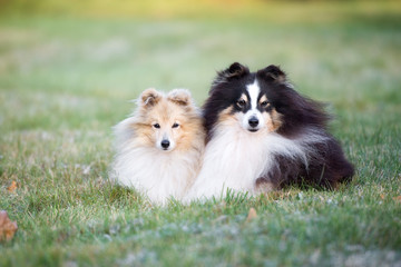 Naklejka na ściany i meble two sheltie dogs lying down on grass