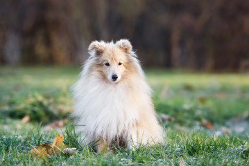 Obraz na płótnie Canvas sheltie dog sitting outdoors in autumn