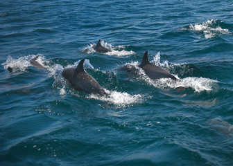 Dolphins racing our boat