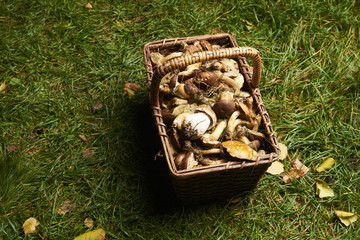 Fresh mushrooms in a wicker basket on the grass

