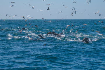 Sealions, dolphins, Brown Pelicans in feeding frenzy