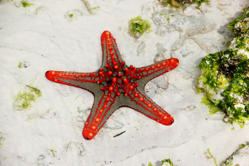 Live starfish in their natural habitat. Indian ocean, coast of Zanzibar island, Tanzania.