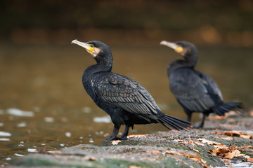 Cormorant, Phalacrocorax carbo