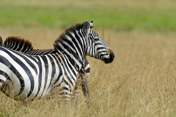 Naklejka premium Zebra on grassland in Africa