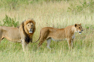 Lion in National park of Kenya