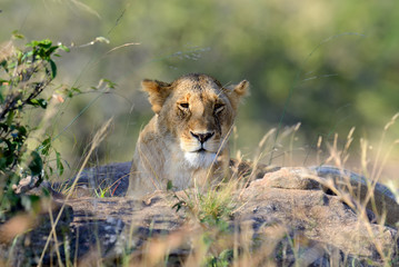 Lion in National park of Kenya