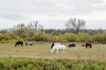 Fototapeta premium Horses on pasture