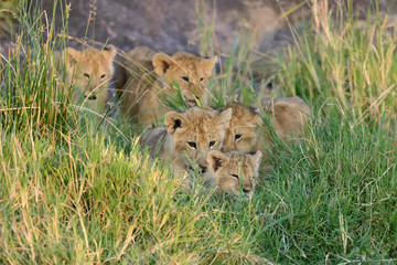 African lion cub