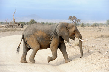 Fototapeta premium Elephant in National park of Kenya