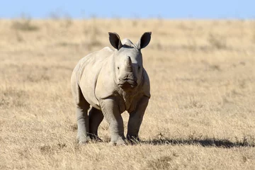 Wall murals Rhino African white rhino