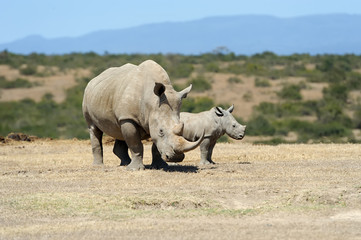 African white rhino