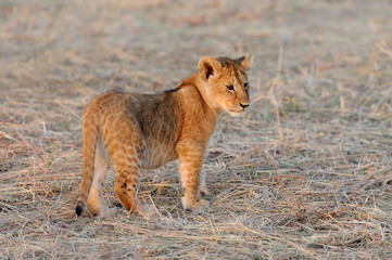 African lion cub