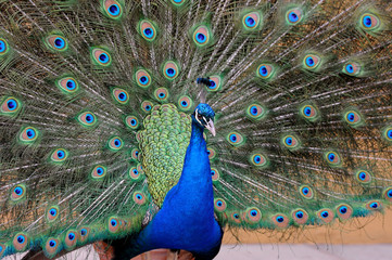 Obraz premium Portrait of beautiful pavo