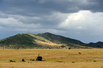 Naklejka na ściany i meble Savannah landscape in the National park of Kenya