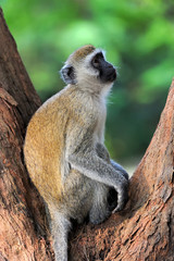 Vervet monkey in national park of Kenya