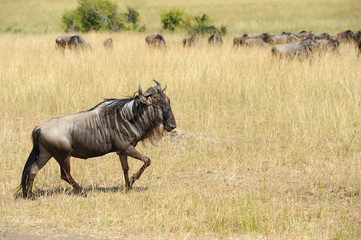 Wildebeest in National park of Africa
