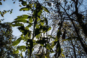 Plant