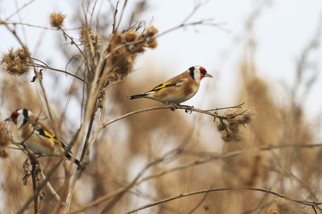 European goldfinch on burdock
