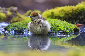 Female Eurasian blackcap Sylvia atricapilla drinking water in an ecological garden
