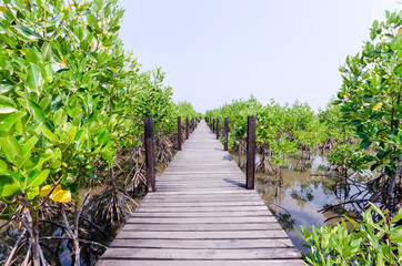 Fototapeta na wymiar Mangrove tree at ocean beach