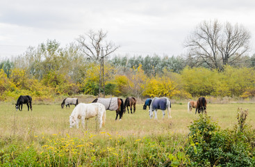 Horses on pasture