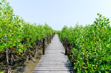 Fototapeta na wymiar Mangrove tree at ocean beach
