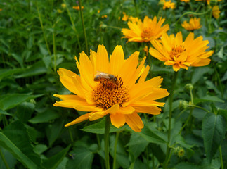 Fototapeta premium Little bee collecting nectar on a blooming vivid yellow flower
